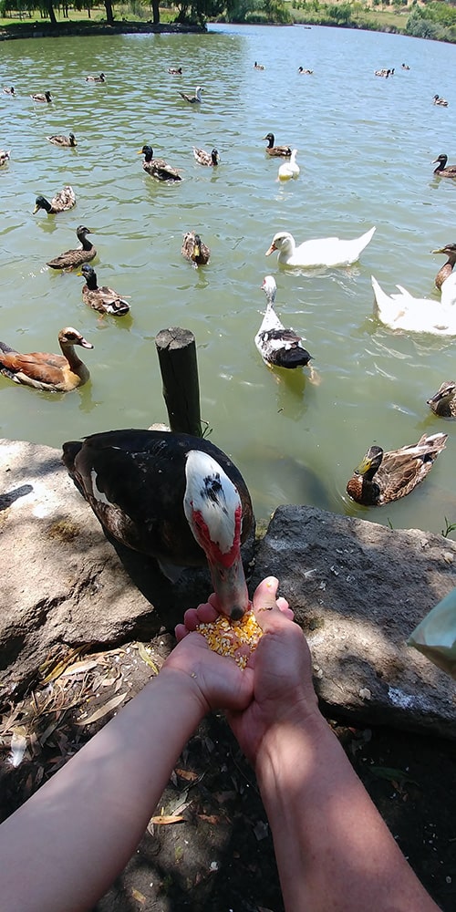 feeding ducks