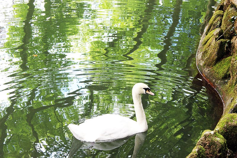 Swan at Sintra Palace