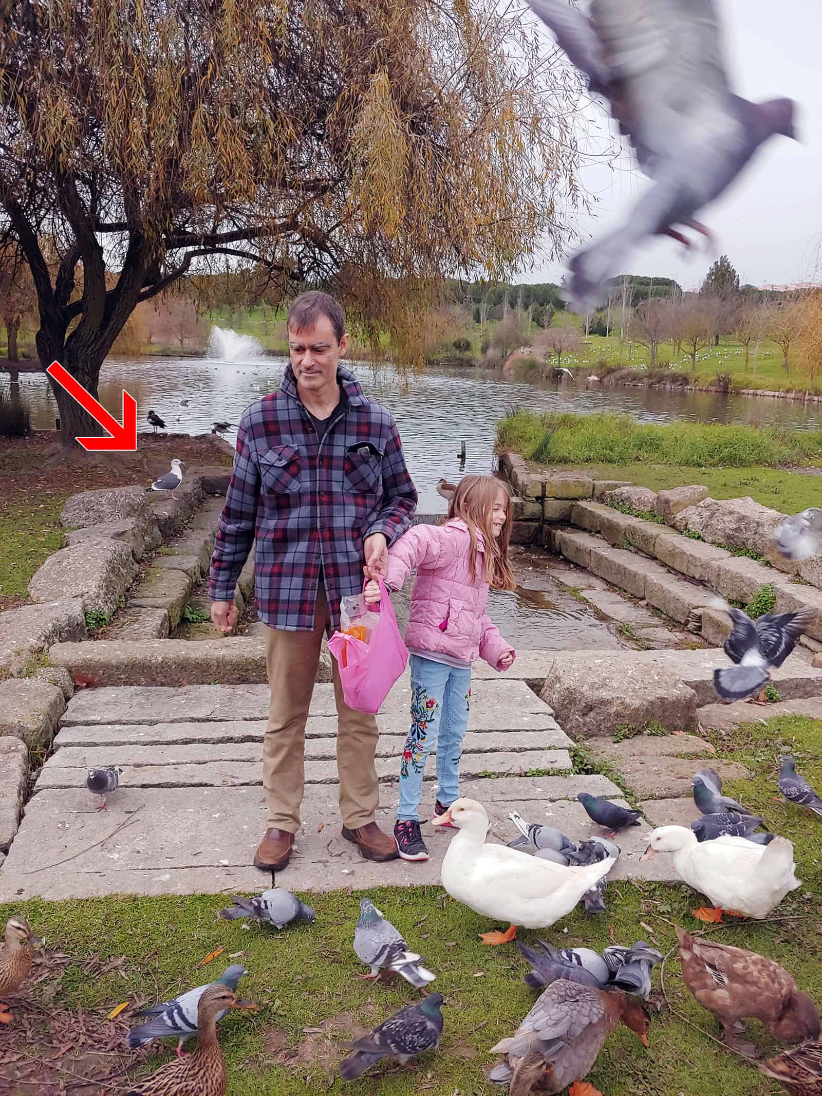 Seagulls at the Parque de Paz